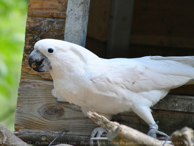 Photo de Cacatoes