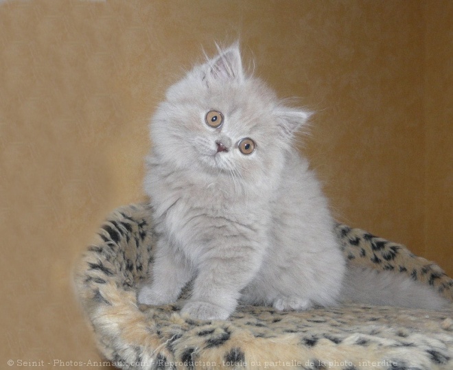 Photo de British longhair