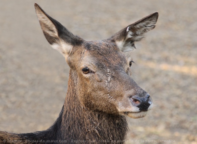 Photo de Cerf