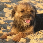 Photo de Border terrier