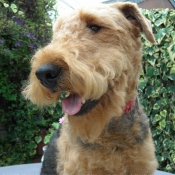 Photo d'Airedale terrier