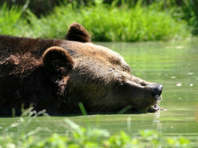 Photo d'Ours