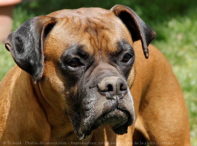 Photo de Boxer