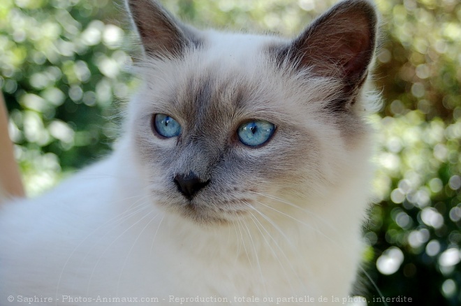 Photo de Sacr de birmanie