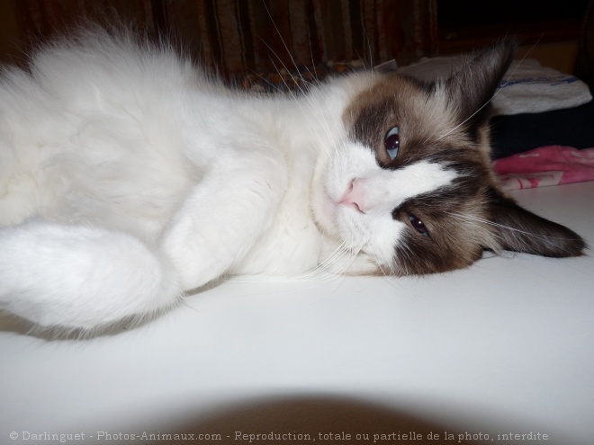 Photo de Ragdoll