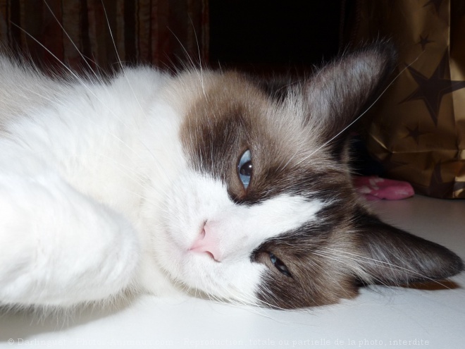 Photo de Ragdoll