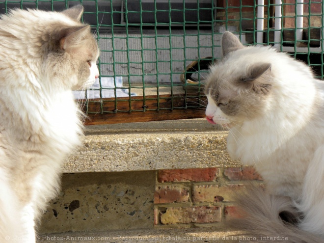 Photo de Ragdoll