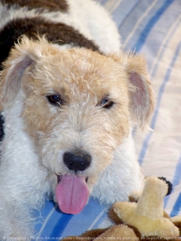 Photo de Fox terrier  poil dur