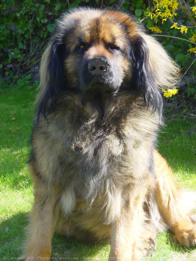 Photo de Leonberg