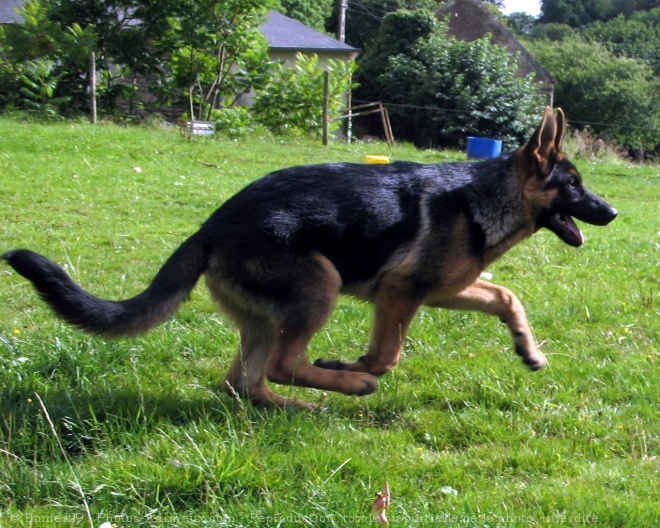 Photo de Berger allemand  poil court