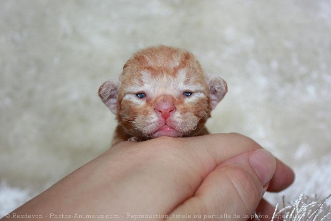 Photo de Devon rex