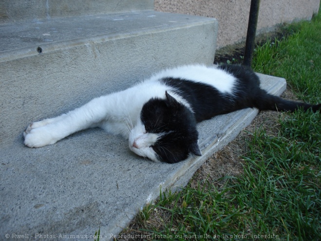 Photo de Chat domestique