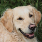 Photo de Golden retriever