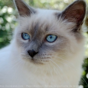 Photo de Sacr de birmanie