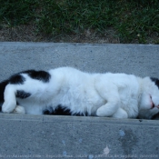 Photo de Chat domestique