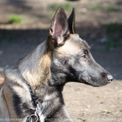 Photo de Berger belge malinois