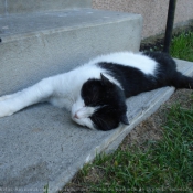 Photo de Chat domestique