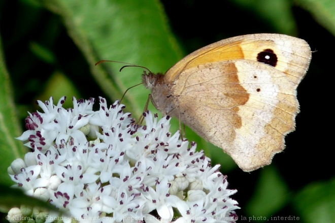 Photo de Papillon