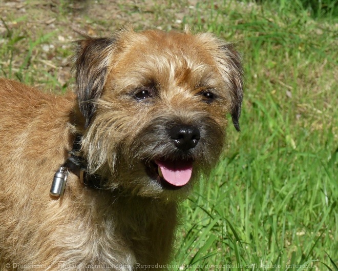 Photo de Border terrier