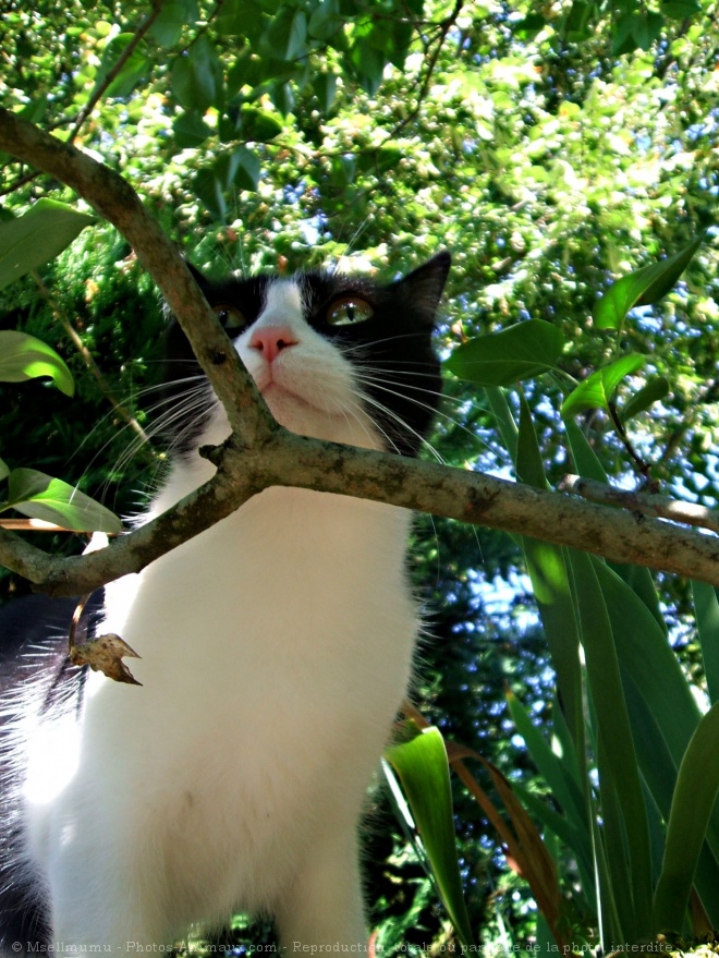 Photo de Chat domestique