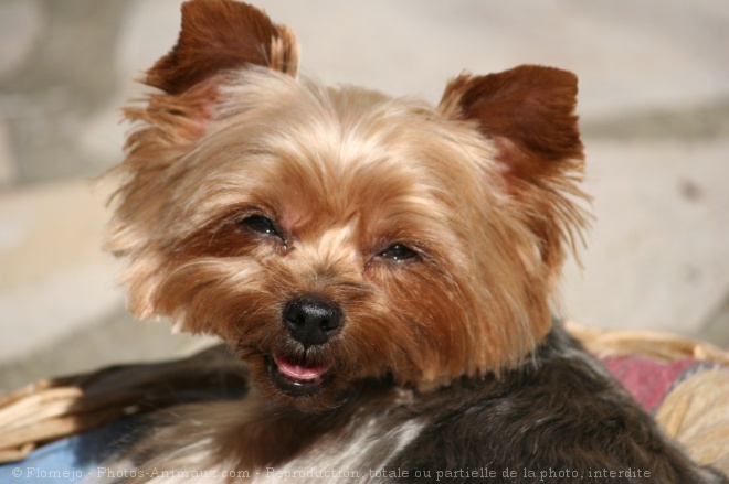 Photo de Yorkshire terrier