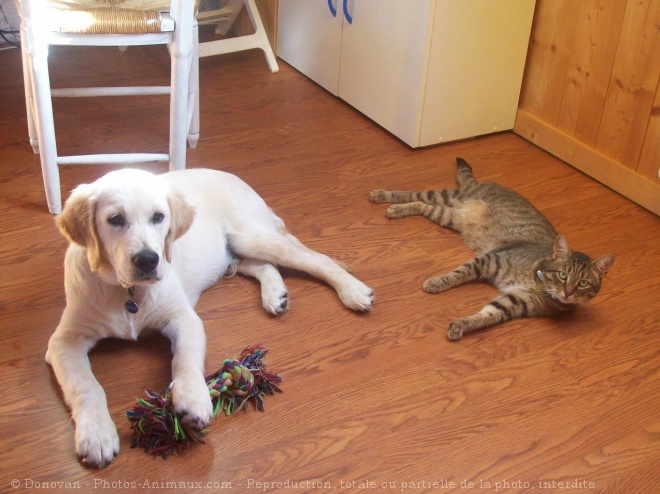 Photo de Golden retriever