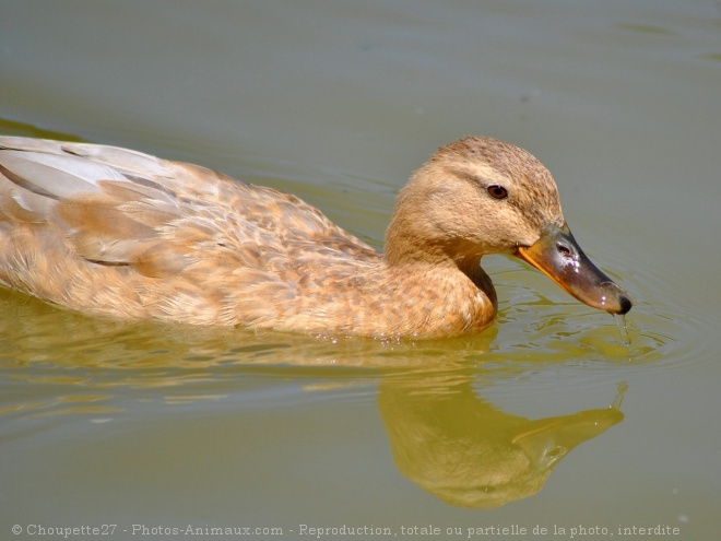 Photo de Canard