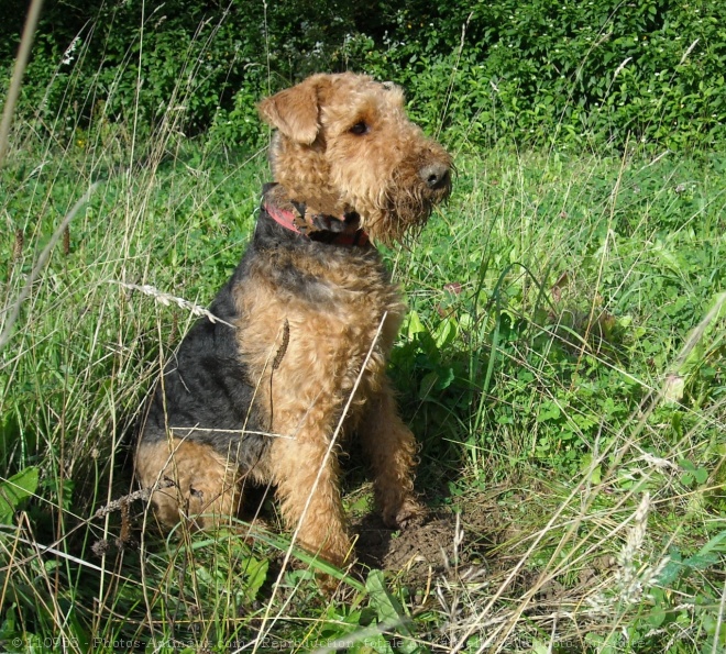 Photo d'Airedale terrier