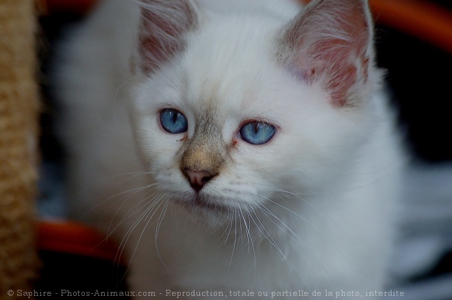 Photo de Sacr de birmanie