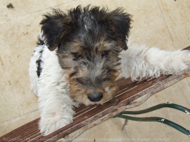 Photo de Fox terrier  poil dur