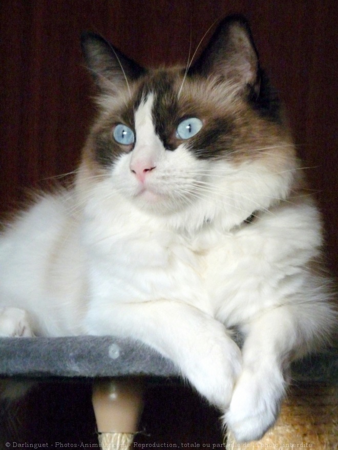 Photo de Ragdoll