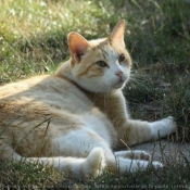 Photo de Chat domestique