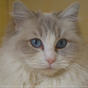 Photo de Ragdoll