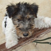 Photo de Fox terrier  poil dur