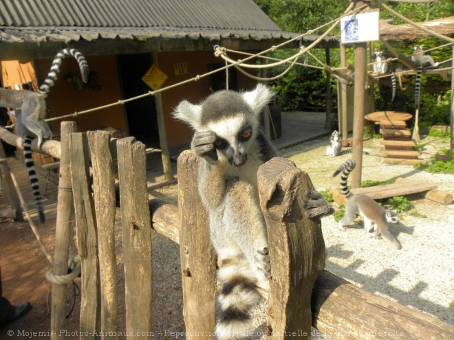 Photo de Lmurien - maki catta