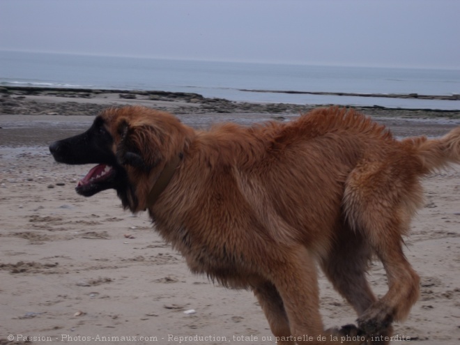 Photo de Leonberg