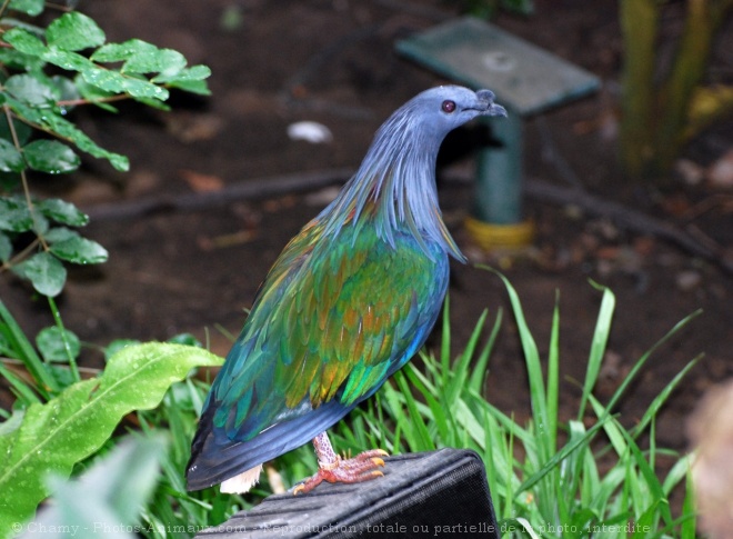 Photo de Pigeon - nicobar