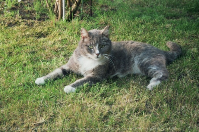 Photo de Chat domestique