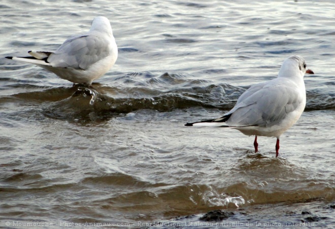 Photo de Mouette