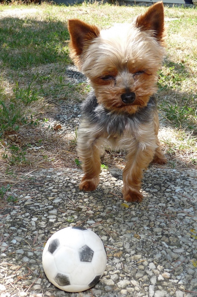 Photo de Yorkshire terrier