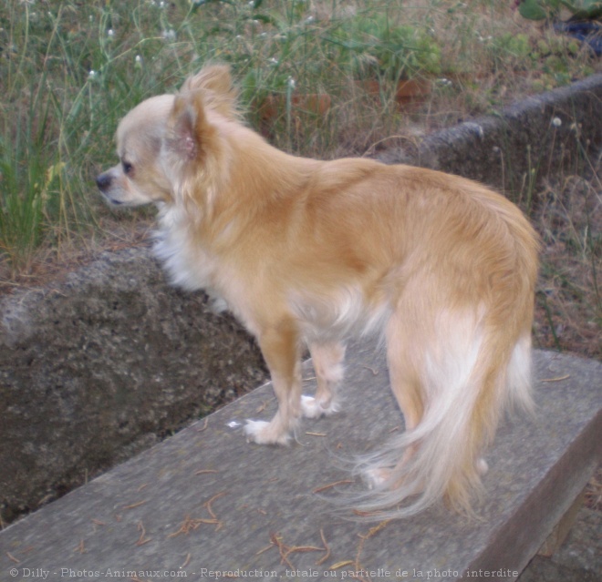 Photo de Chihuahua  poil long