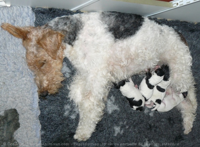 Photo de Fox terrier  poil dur