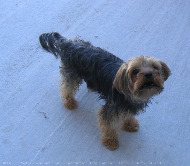 Photo de Yorkshire terrier