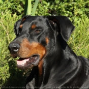 Photo de Dobermann