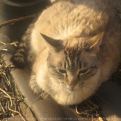 Photo de Chat domestique