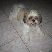 Photo de Shih tzu