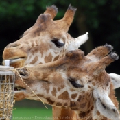 Photo de Girafe