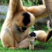 Photo de Singe - gibbon