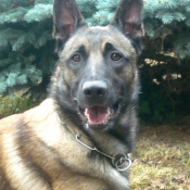 Photo de Berger belge malinois