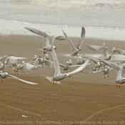 Photo de Mouette